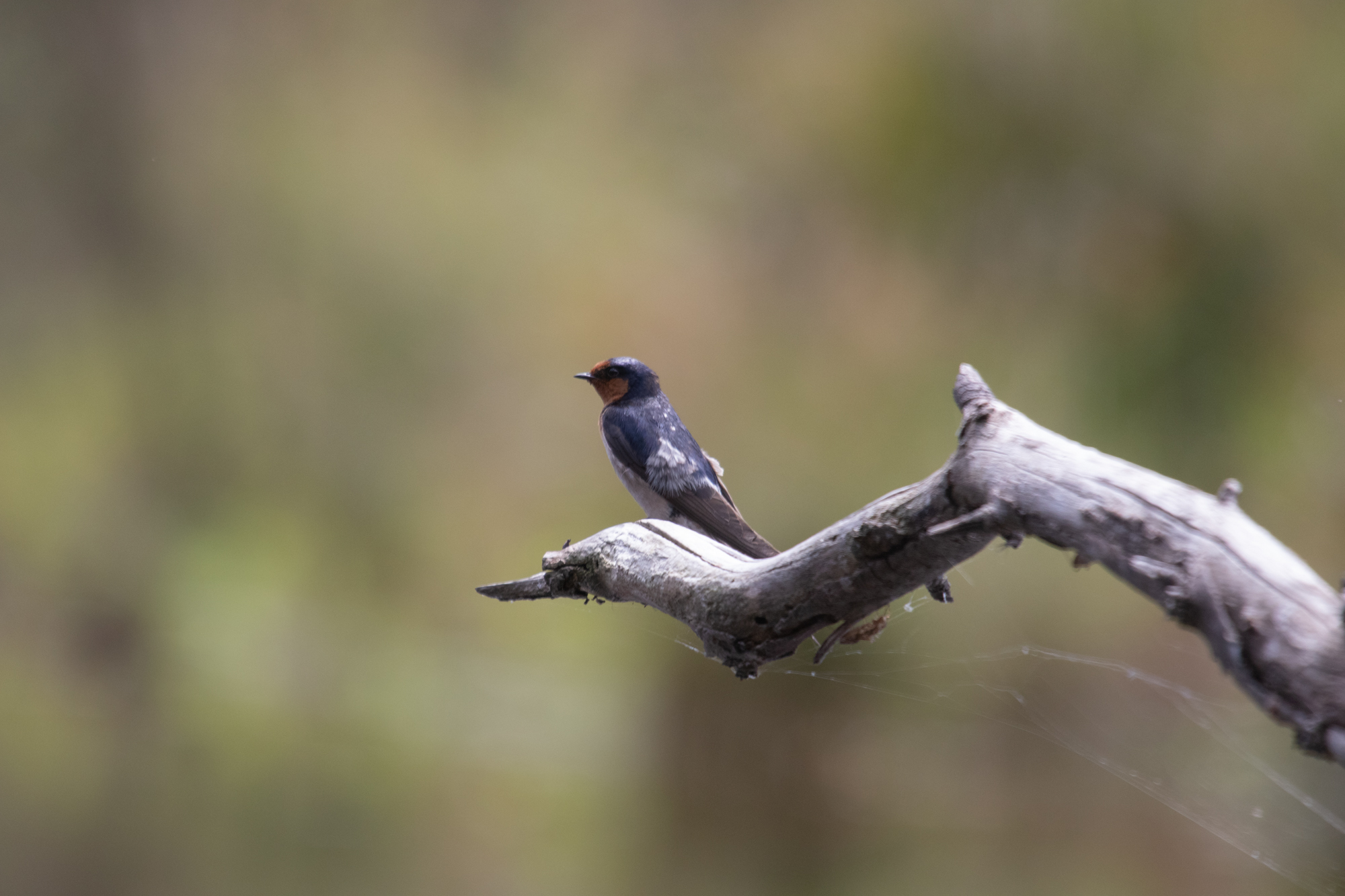 *Hirundo neoxena* perched on a tree in the wetland
