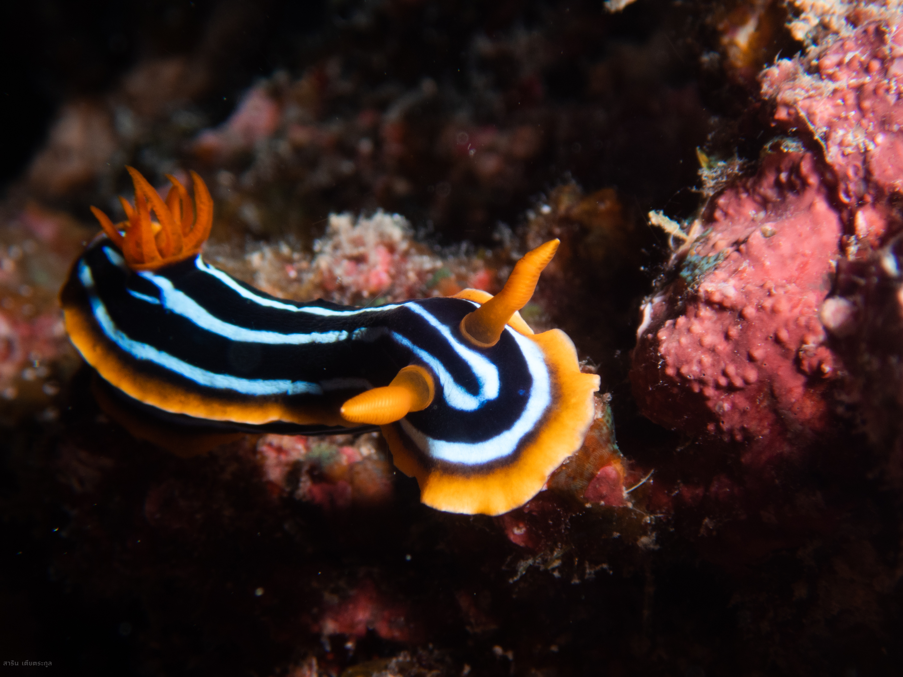 *Chromodoris kuiteri* I only noticed this is not the same with *C. elisabethina* only after reviewing the photo.