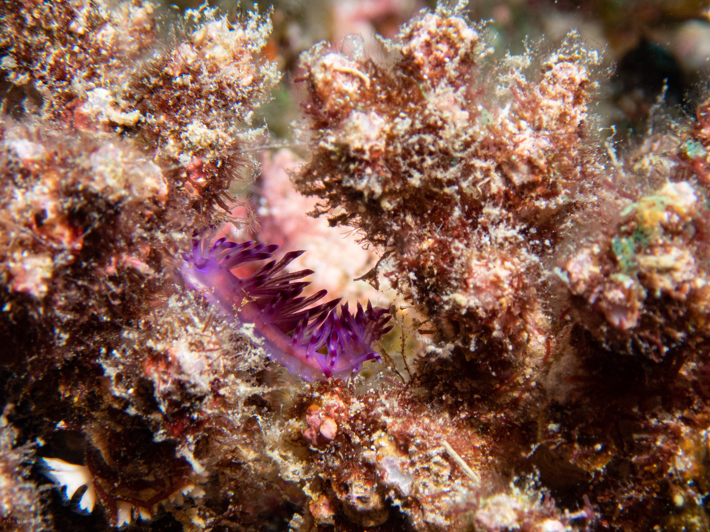 *Flabellina rubrolineata* wedged in coral