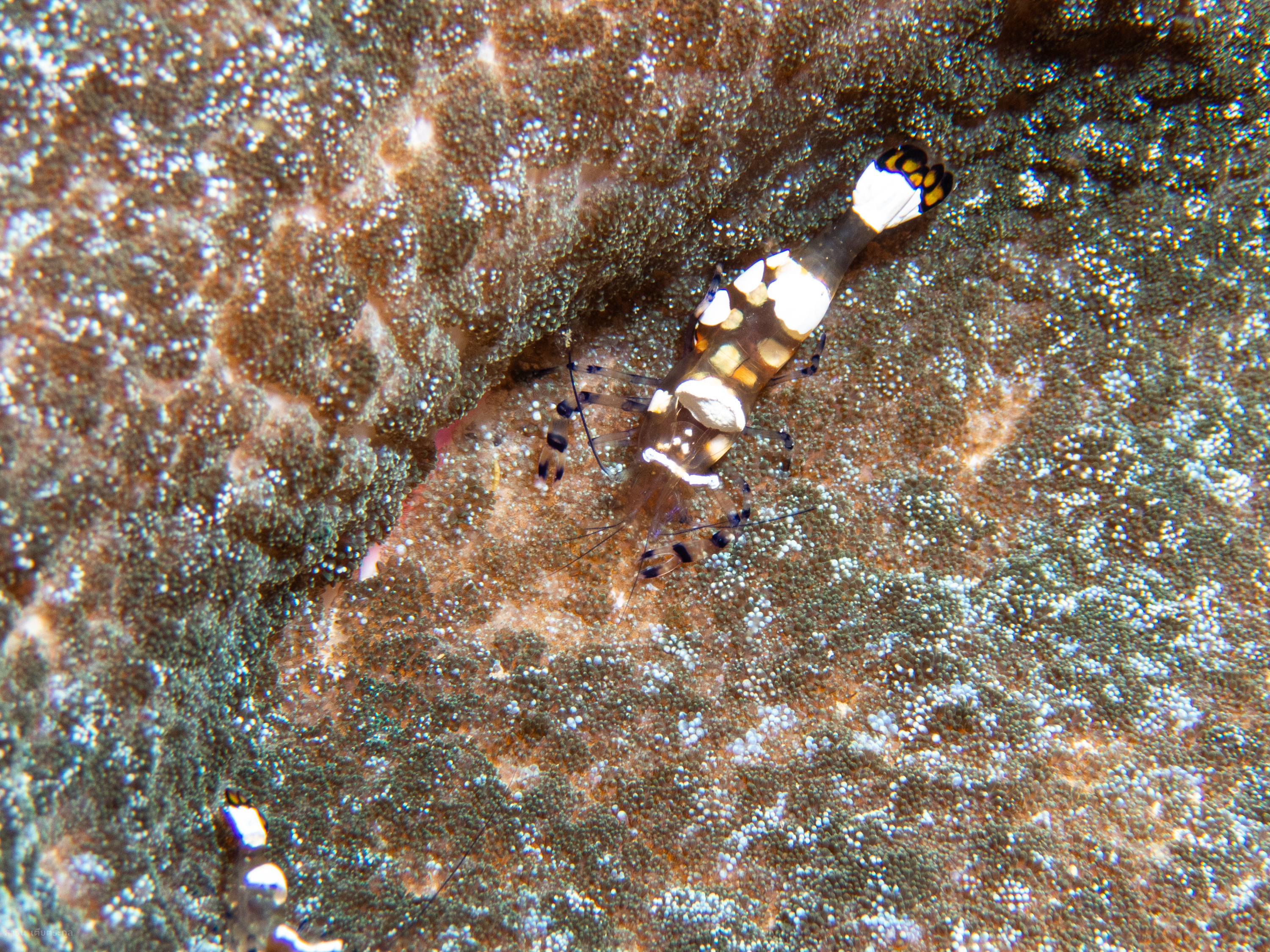 Glass anemone shrimp (*Periclimenes brevecarpalis)*
